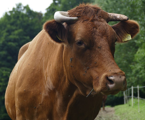 How to Control Flies on the Farm