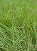 Pensacola Bahia Grass Seed
