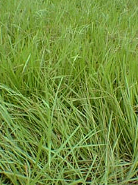 Semilla de hierba Pensacola Bahia