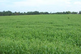 Brown Top Millet Grass Seed