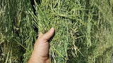 Bloque de pasto de alfalfa 
