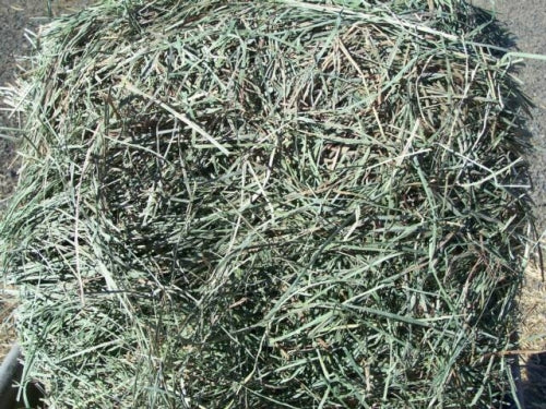 Timoteo / fardo de heno de alfalfa 